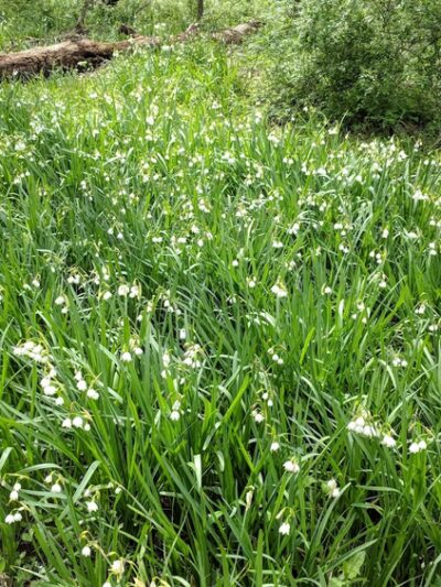 Byron Avenue Park - Springfield, VA