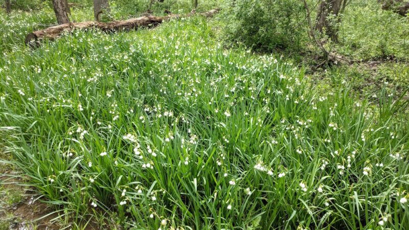 Byron Avenue Park - Springfield, VA