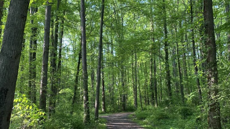 Deerlick Park - Springfield, VA