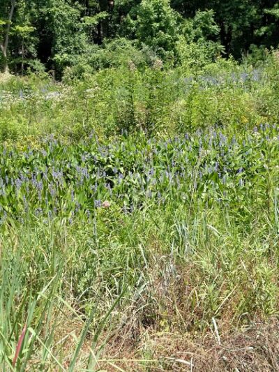 Deerlick Park - Springfield, VA