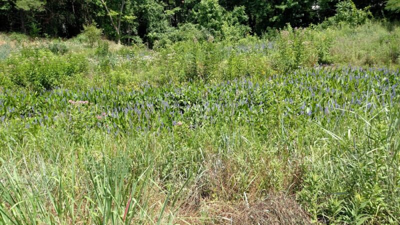 Deerlick Park - Springfield, VA