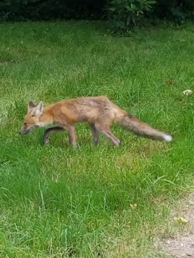 Deerlick Park - Springfield, VA