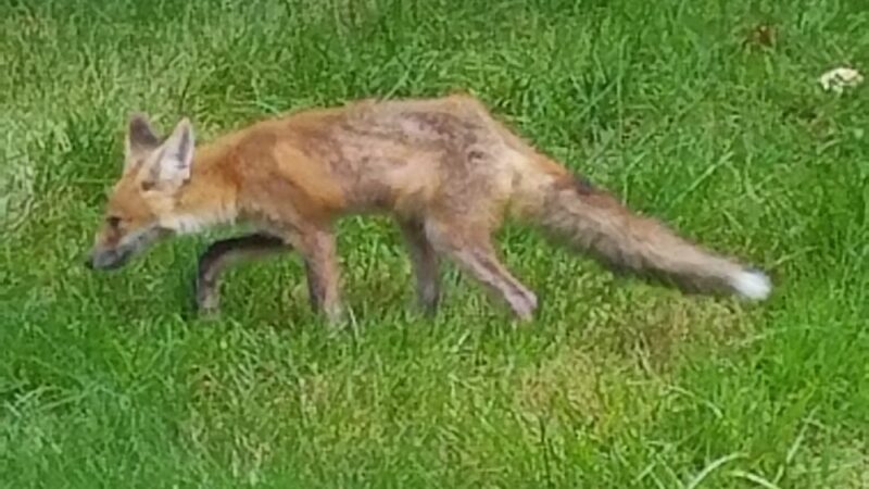 Deerlick Park - Springfield, VA