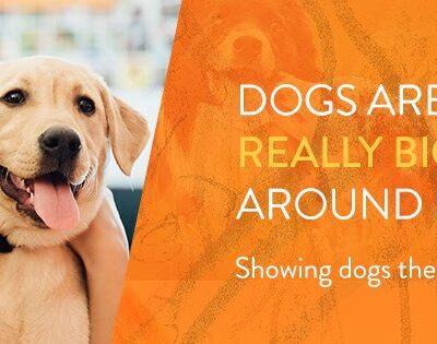 Dogtopia of Springfield - Springfield, VA