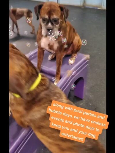 Dogtopia of Springfield - Springfield, VA