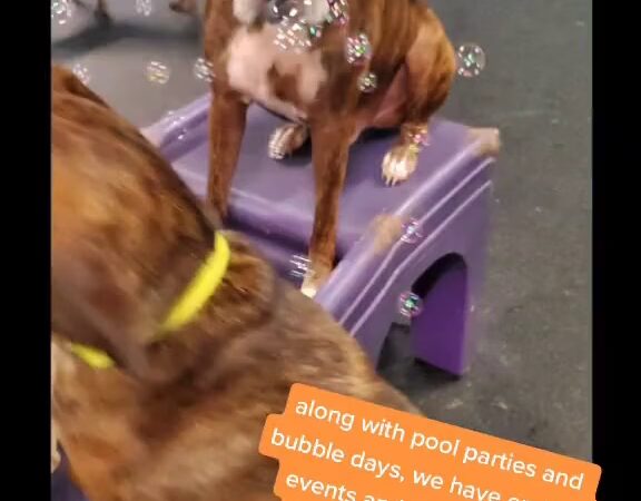 Dogtopia of Springfield - Springfield, VA