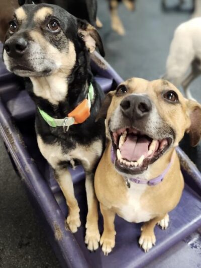 Dogtopia of Springfield - Springfield, VA