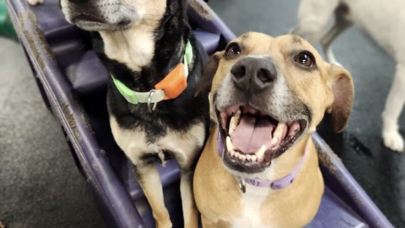 Dogtopia of Springfield - Springfield, VA