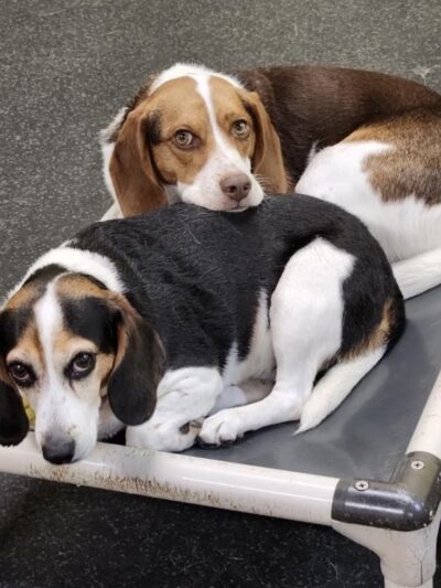 Dogtopia of Springfield - Springfield, VA