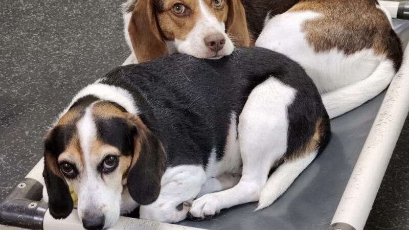 Dogtopia of Springfield - Springfield, VA