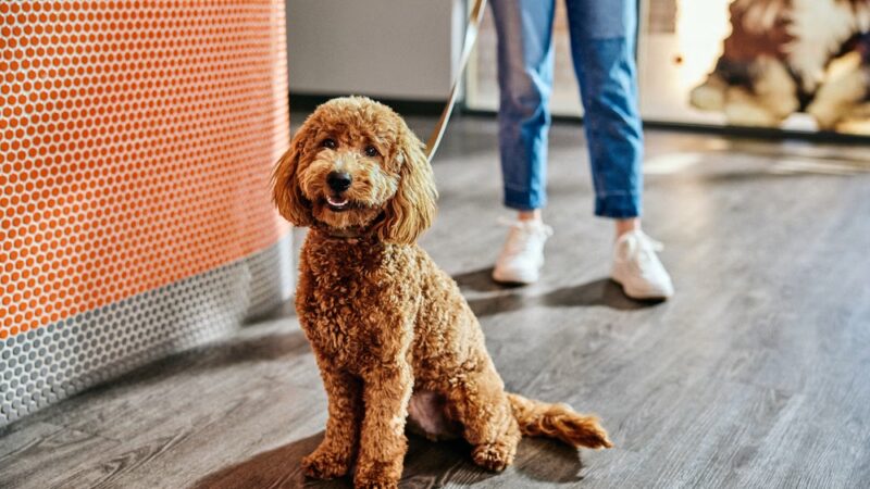 Dogtopia of Springfield - Springfield, VA