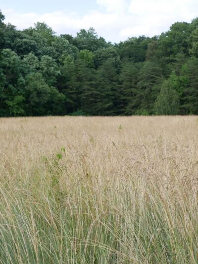 Franconia Park - Springfield, VA