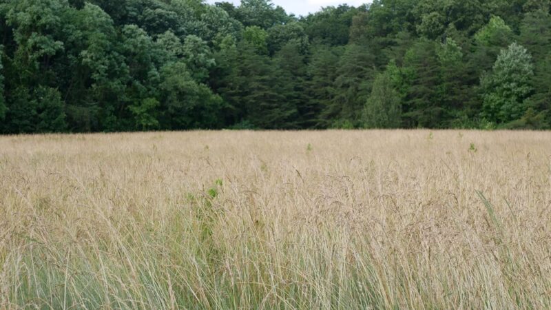 Franconia Park - Springfield, VA