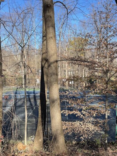 Kings Park Park - Springfield, VA