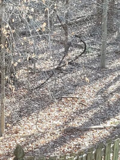 Middle Run Stream Valley Park - Springfield, VA