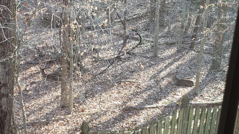 Middle Run Stream Valley Park - Springfield, VA