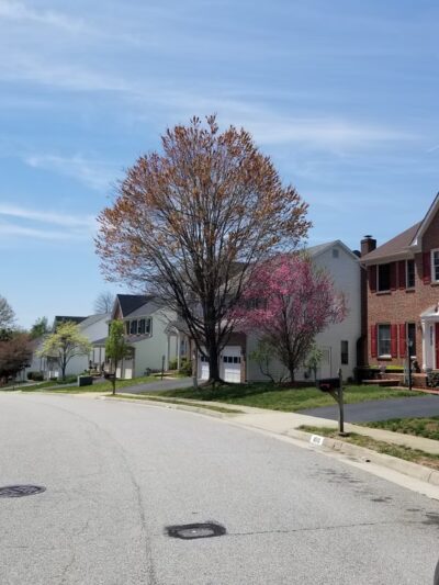 Middle Run Stream Valley Park - Springfield, VA
