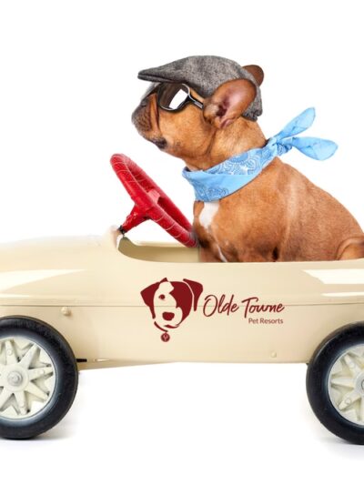 Olde Towne Pet Resort - Springfield, VA