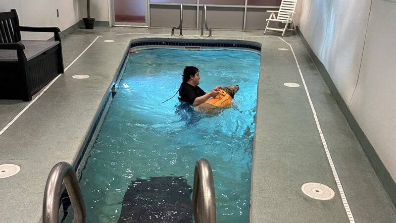 Olde Towne Pet Resort - Springfield, VA