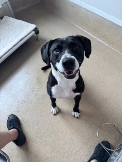 Olde Towne Pet Resort - Springfield, VA