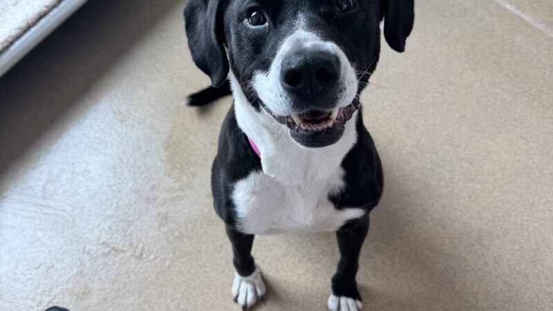 Olde Towne Pet Resort - Springfield, VA