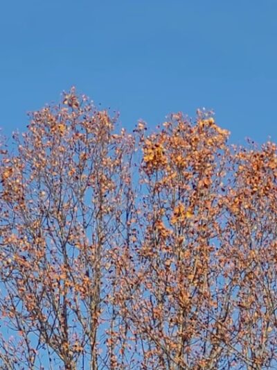 Pohick Creek Stream Valley Park - Springfield, VA