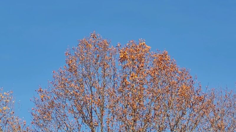 Pohick Creek Stream Valley Park - Springfield, VA