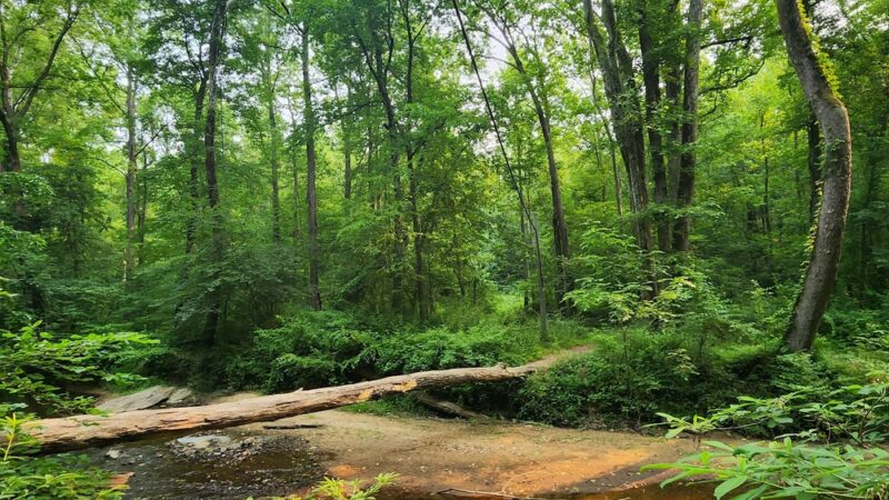 Pohick Creek Stream Valley Park - Springfield, VA