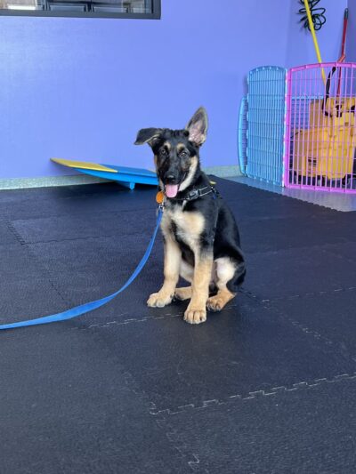 PuppyK - Springfield, VA