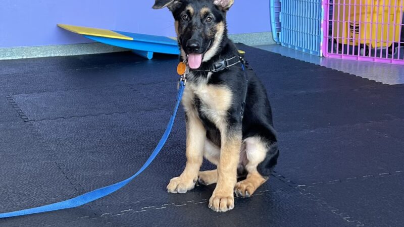 PuppyK - Springfield, VA