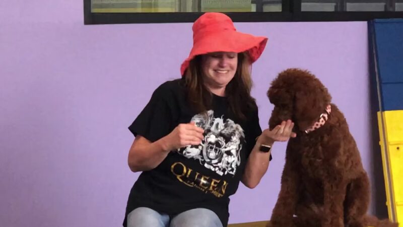 PuppyK - Springfield, VA