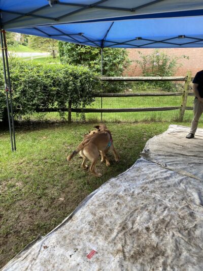 PuppyK - Springfield, VA