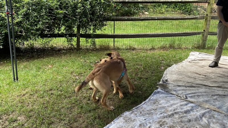 PuppyK - Springfield, VA