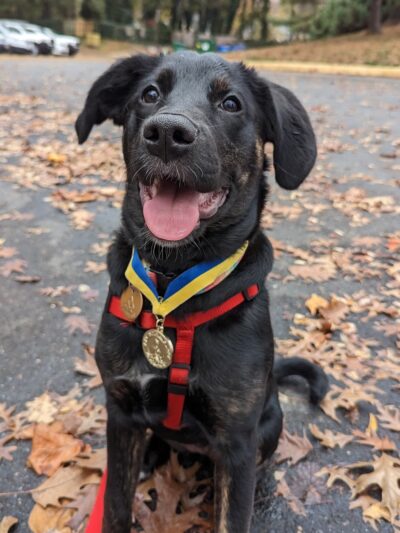 PuppyK - Springfield, VA