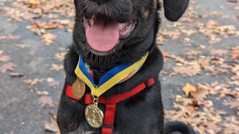 PuppyK - Springfield, VA