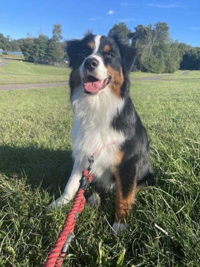 PuppyK - Springfield, VA