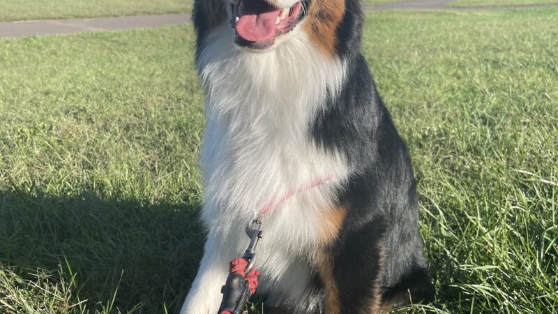 PuppyK - Springfield, VA