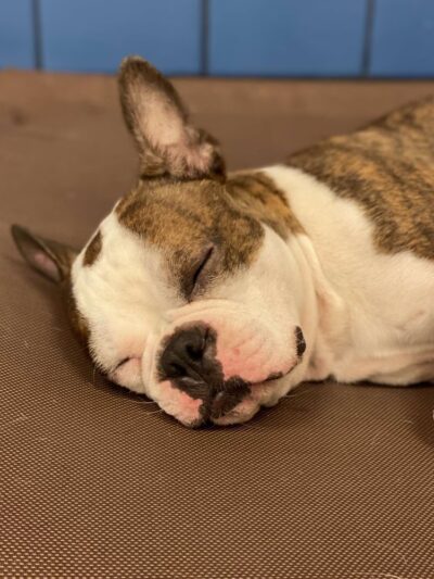 Springfield Petsmart Petshotel - Springfield, VA