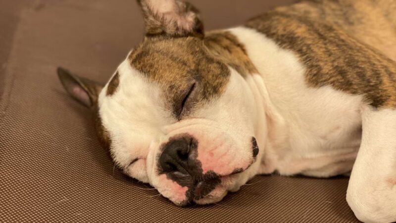 Springfield Petsmart Petshotel - Springfield, VA