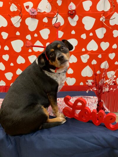 Springfield Petsmart Petshotel - Springfield, VA