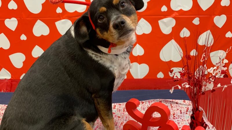 Springfield Petsmart Petshotel - Springfield, VA