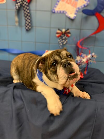 Springfield Petsmart Petshotel - Springfield, VA