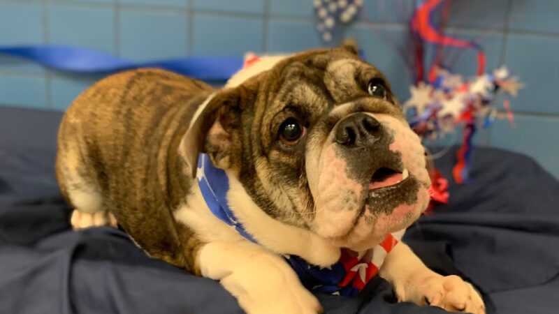 Springfield Petsmart Petshotel - Springfield, VA