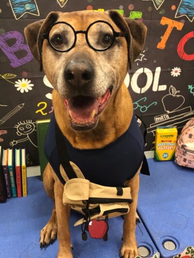 Springfield Petsmart Petshotel - Springfield, VA