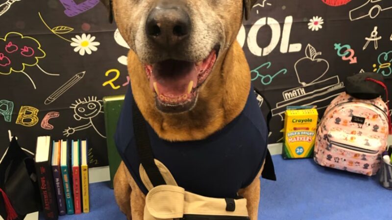 Springfield Petsmart Petshotel - Springfield, VA