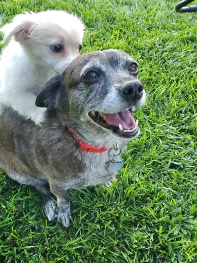 Springvale Park - Springfield, VA