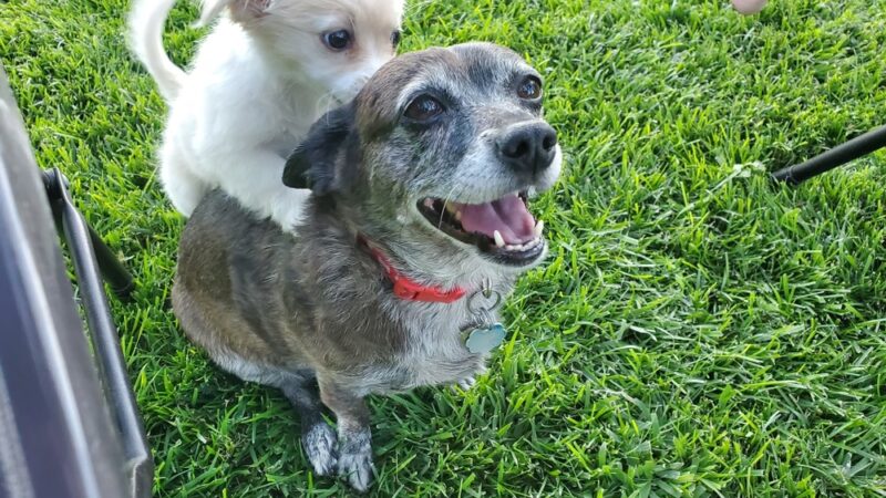 Springvale Park - Springfield, VA