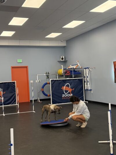 Zoom Room Dog Training - Springfield - Springfield, VA