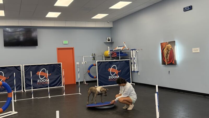 Zoom Room Dog Training - Springfield - Springfield, VA