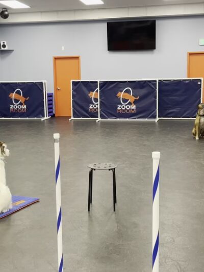 Zoom Room Dog Training - Springfield - Springfield, VA